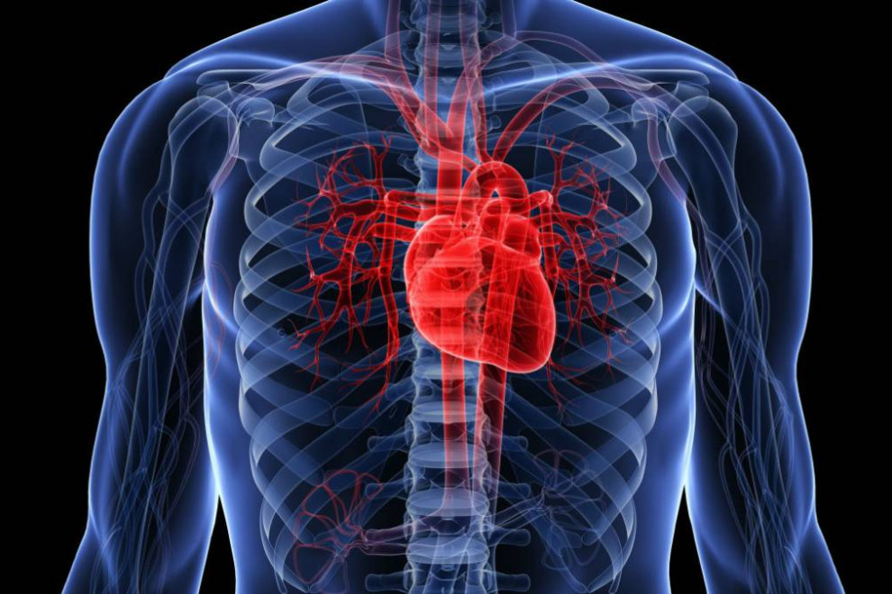Sistema Cardiovascular: Una Mirada Integral a Corazón, Vasos Sanguíneos y Sangre