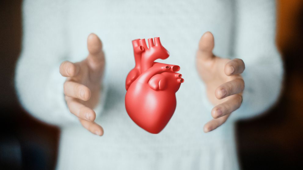 Anatomía del Corazón: Explora la estructura del corazón, incluyendo las cuatro cámaras, las válvulas y los principales vasos sanguíneos.
